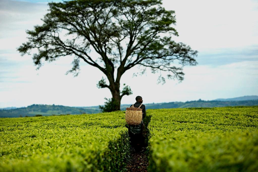 Tea Farmers since 1869, hand picked and free from