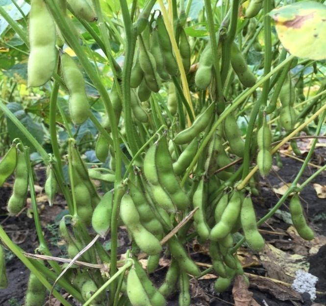 Production practices in South China Varieties In this region Edamame