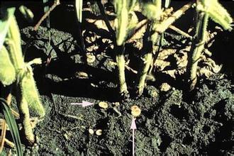 of the frequent infection of soybean Sclerotinia