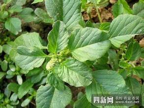 Production practices in South China Weed control: For