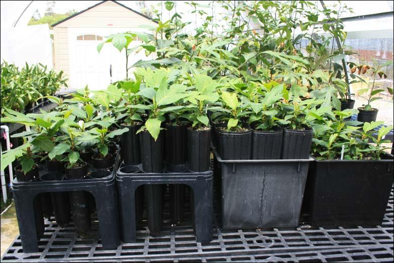 Breadfruit from tissue culture planted into dibble tubes and forestry pots.