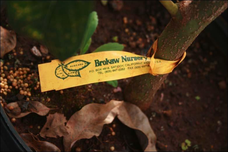Tag on an older avocado rootstock from Brokaw Nursery. Please note we have not yet tested any of these clonal avocado rootstocks under Hawaiʻi conditions.