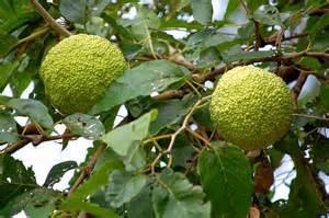 OSAGE ORANGE, WH. SHIELD A small to medium sized tree that stays under 30 feet in height, and has a rounded, irregular crown.