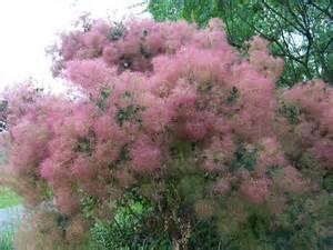 Full sun Zone 5-9 SMOKETREE, AMERICAN a small, deciduous, rounded, Missouri native tree or large, upright shrub typically growing 20-30' tall.