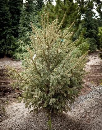 SPRUCE, BLUE MAGOO An upright form with short blue gray foliage that when new droops and gives a distinctly weeping effect.