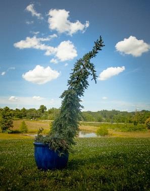 Full sun Zone 3-7 SPRUCE, BLUE WEEPING Large weeping blue to green Spruce.