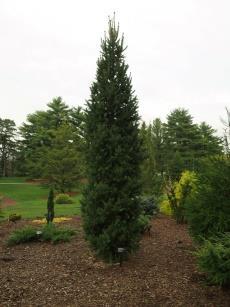 SPRUCE, COLUMN. NORWAY This tall, narrow evergreen tree has a tight branching habit with short, dark green needles that grows up to 30 tall.