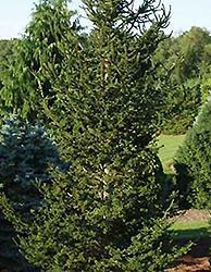 COMPACT Upright Compact Norway Spruce is an evergreen tree with a strong central leader and a narrowly upright and columnar growth habit.