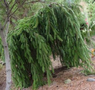 Full sun Zone 2-7 SPRUCE, NORWAY WEEPING It is an irregularly shaped evergreen whose form will vary considerably depending upon its early training.