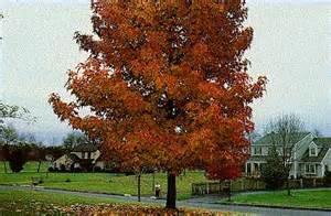 Full to part sun Zone 2-7 SWEETGUM, HAPPY DAZE Sweet gum is a low-maintenance deciduous shade tree that typically grows to 60-80 tall with a straight trunk.
