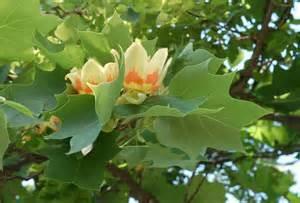Female flowers give way to the infamous gum balls which are hard, spherical, bristly fruiting clusters. This tree is a fruitless cultivar.