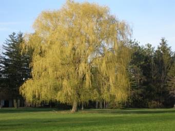 WILLOW, NIOBE WEEPING Niobe is considered to be one of the best of the weeping willows.