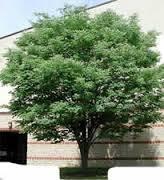 ZELKOVA, GREEN VASE Green vase zelkova is a medium to large deciduous tree, typically growing to 50-80 tall with a spreading, generally upward-branching, vase-shaped crown.