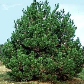 from the dark green needles. It is a slow to medium grower ranging from 5-10' tall and 5-8' wide but keeps its dense form over time.