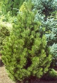 PINE, SATELLITE Growing about 6' in ten years, this cultivar with dark green foliage will become a fastigiated form of the species.