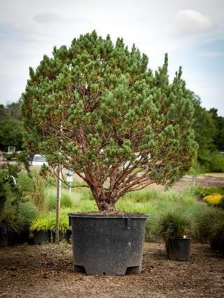 Full to part sun Zone 4-7 PINE, WATTERII Watereri is a slow-growing flat-topped form that eventually matures to 10-20' tall as a large shrub or