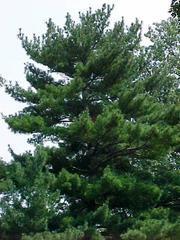 Full sun Zone 3 PINE, WHITE Eastern white pine is a rapid-growing, long-lived, needled evergreen tree.