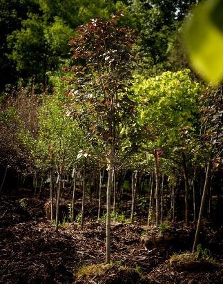 Full sun Zone 5-9 REDBUD, MERLOT This deciduous tree dons large rounded glossy dark purple leaves.