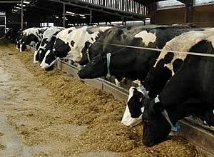 Herd Summary Farms Average Herd Size= 223 cows Range= 38 to 1,000 cows Average Milk per Cow= 72.