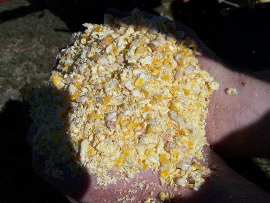 Feed Sampling High Moisture Corn & Dry