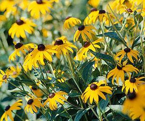 Flowers are attractive to butterflies. Full sun Zone 4-8 BL. EYED SUSAN Black-eyed Susan is a flowering plant that grows over 3 feet tall. They have green leaves up to six inches long.