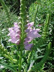 OBEDIENT PLANT Commonly found in Missouri in open meadows, prairies, stream banks, gravel bars, wooded bluff bases and railroad track right-of-ways.
