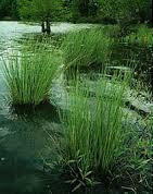 RUSH, SOFT Soft rush is a grass-like perennial that features cylindrical upright green stems in spreading basal clumps to 20-40 tall. Clumps provide vertical accent to moist garden areas.