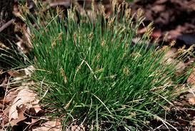 Zone 4-9 (RG) SEDGE, OAK This is a low sedge with soft, delicate, arching, semi-evergreen leaves. It typically grows in a clump to 8" tall.