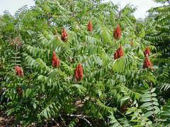 SUMAC, STAGHORN This is an open, spreading shrub that typically grows 15-25 tall.