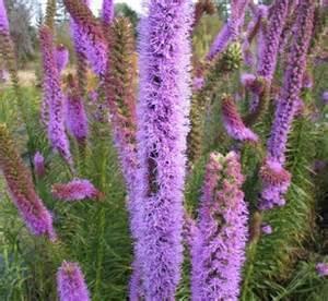 BLAZING STAR EUREKA Blazing Star is a tall, hardy, native perennial species that has a spectacular color.