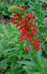 CARDINAL FLOWER RED Cardinal flower is a Missouri native perennial which typically grows in moist locations.