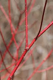 Red stem color is seen after the fruits are gone, and often persists into early winter. Easily grown in average, medium, well-drained soil in full sun to part shade.