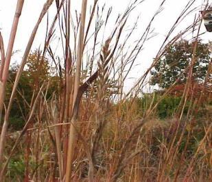 GRASS, BIG BLUESTEM Missouri native, perennial grass that may be grown as an ornamental because of its attractive foliage which changes color seasonally.