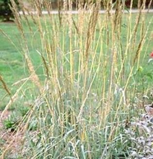 GRASS, INDIAN A metallic blue selection of the native prairie grass. Stiff upright growth habit and golden flowers produced in late summer.