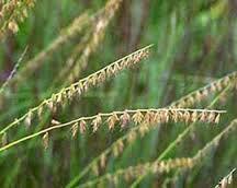 Zone 5-9 GRASS, SIDE OATS GRAMA A Missouri native grass which is noted for the distinctive arrangement of oat-like seed spikes which hang from only one side of its flowering stems.