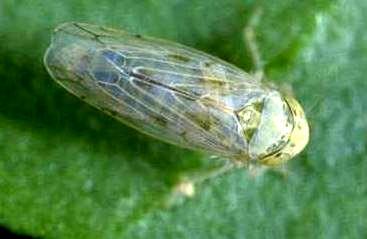 Beet leafhopper Circulifer tenellus The only vector of the curly top viruses.