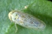 adult leafhoppers migrate for