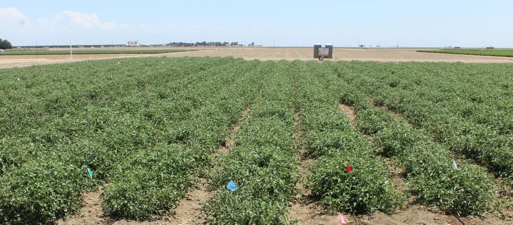 Insecticide Program Comparison, 2015 University of California West Side Research and Extension Center Five Points Sun 6366 processing tomato plants were transplanted on 22 May 6 treatments were