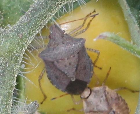 Stink Bugs Associated with