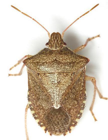Stink Bugs Recently Reported in