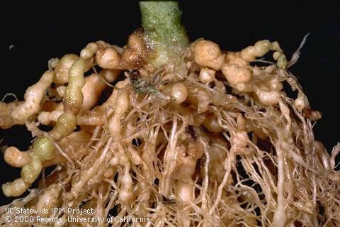 Root Knot Nematode in Tomato Meloidogyne hapla, M. incognita, M. javanica, and M. arenaria Resistant varieties are widely available.
