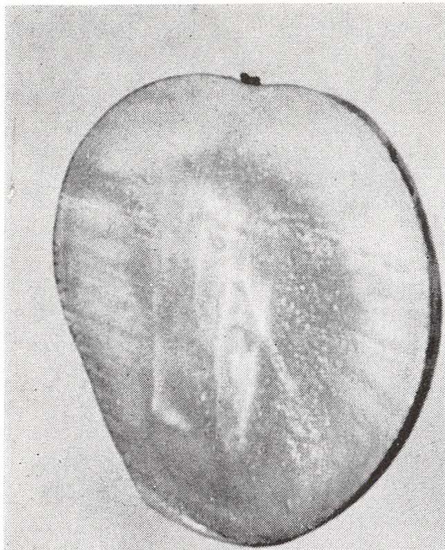 Fig. l. Left: Longitudinal section through Pope mango showing seed. Right: Whole fruit. and monoembryonic, compnsmg approximately 10 percent of the total weight of the fruit.