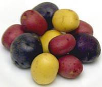 Types of Potatoes 1. Mealy.