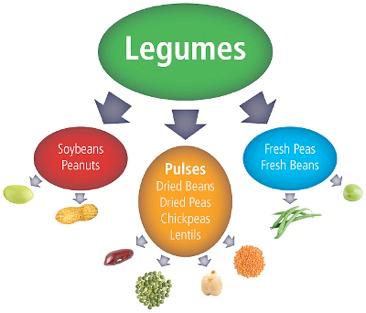Types of Legumes 2. Pulses: Dried seeds of legumes.