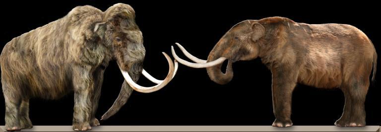 There were a variety of gigantic mammals in prehistoric Oklahoma including mammoths (left) and mastodons.