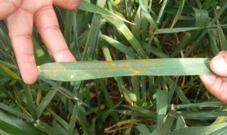 12 Characterization of Environmental Factors for the Prediction of Leaf Rust of Wheat in