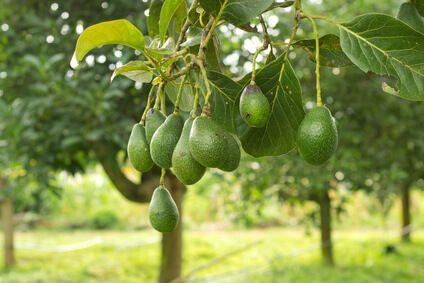 AVOCADO FARMING Introduction Avocado is an important commercial fruit in Kenya both for local and export markets. The fruit is highly nutritious - rich in proteins and cholesterol free.