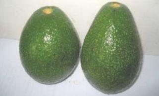 Fuerte: It is characterized by green and thin slightly rough skin even when ripe. Has a wide spreading habit.