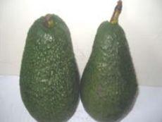 Matures 8-9 months after flowering. Pinkerton : The fruits are long pear shaped with dark/pale green skin colour.