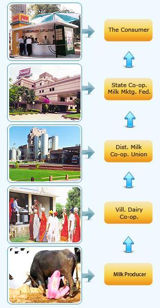 The Amul model The Amul Model of dairy development is a three-tiered structure with the dairy cooperative societies at the